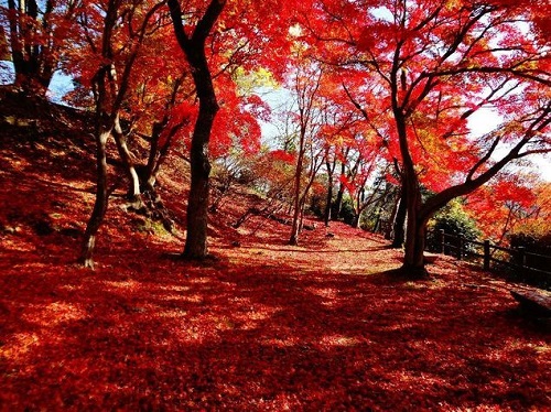 尾関山の紅葉